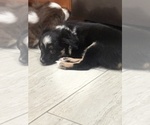 Small #4 Miniature Australian Shepherd