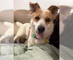 Small #1 Mutt