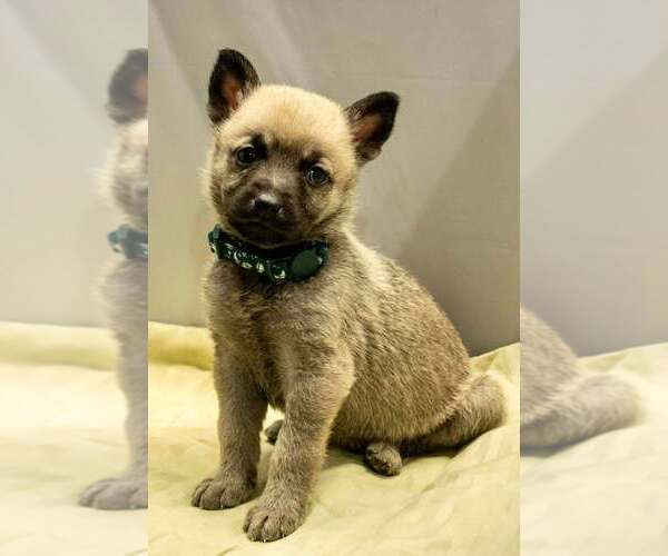 Medium Photo #1 Mutt Puppy For Sale in Imlay City, MI, USA