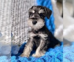 Small Photo #3 Schnauzer (Miniature) Puppy For Sale in COLORADO SPRINGS, CO, USA