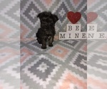 Small Photo #6 -Yorkshire Terrier Mix Puppy For Sale in LAPEER, MI, USA