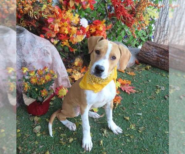 Medium Photo #1 Mutt Puppy For Sale in Oklahoma City, OK, USA