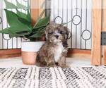 Small Photo #3 Shih-Poo Puppy For Sale in NAPLES, FL, USA