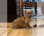 Small #4 Poodle (Miniature) Mix