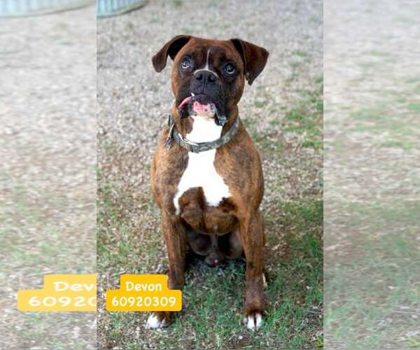 Medium Photo #1 Boxer Puppy For Sale in Dumont, NJ, USA