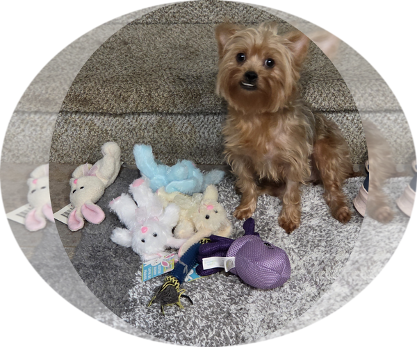 Medium Photo #1 Mutt Puppy For Sale in Spring, TX, USA