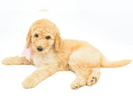 Small Photo #4 Poodle (Standard) Puppy For Sale in CEDAR CITY, UT, USA