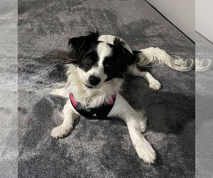 Papillon Mix Dog for Adoption in Santa Clara, California USA