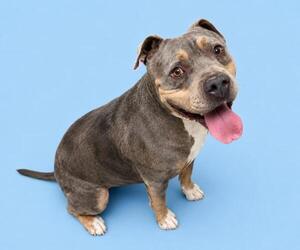 American Bulldog Dogs for adoption in HESPERIA, CA, USA