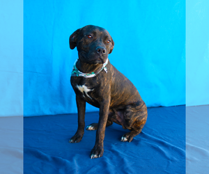 Mutt Dogs for adoption in Pasadena, CA, USA