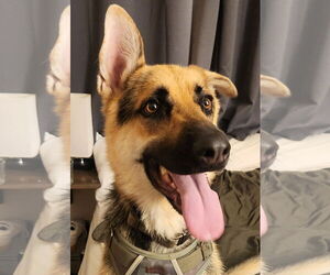 German Shepherd Dog Dogs for adoption in Phoenix, AZ, USA