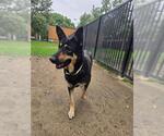 Small German Shepherd Dog