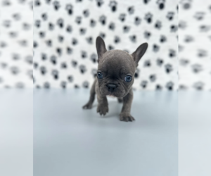 French Bulldog Puppy for sale in FISHER ISLAND, FL, USA