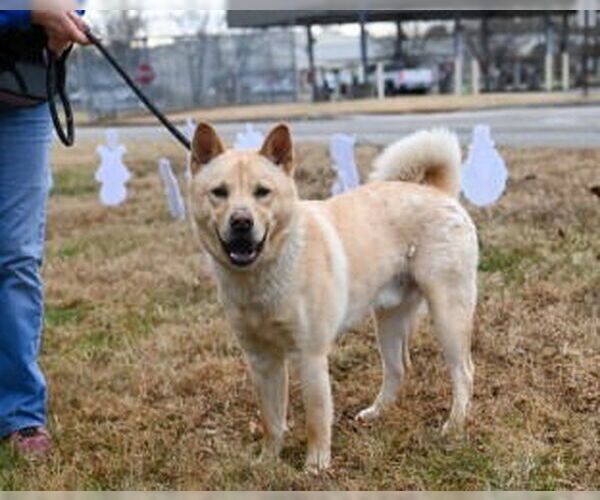 Medium Photo #2 Chow Chow-Siberian Husky Mix Puppy For Sale in Glen Allen, VA, USA