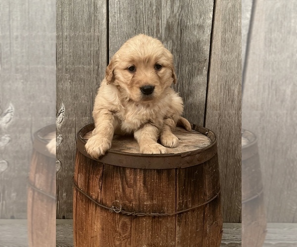 Medium Photo #1 Golden Retriever Puppy For Sale in PEEBLES, OH, USA
