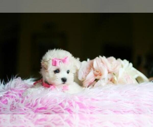 Medium Photo #12 Maltese Puppy For Sale in TAMPA, FL, USA