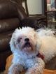 Small Photo #1 Shih-Poo Puppy For Sale in MADISON, AL, USA