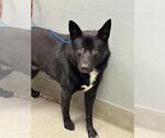 Small German Shepherd Dog Mix