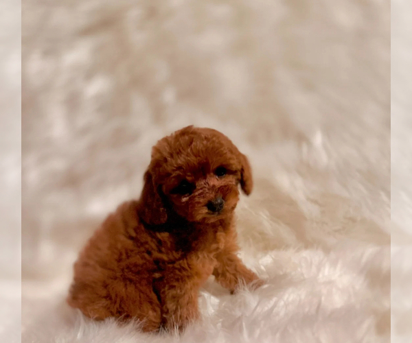 Medium Photo #2 Poodle (Toy) Puppy For Sale in REDLANDS, CA, USA