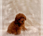 Small #1 Poodle (Toy)
