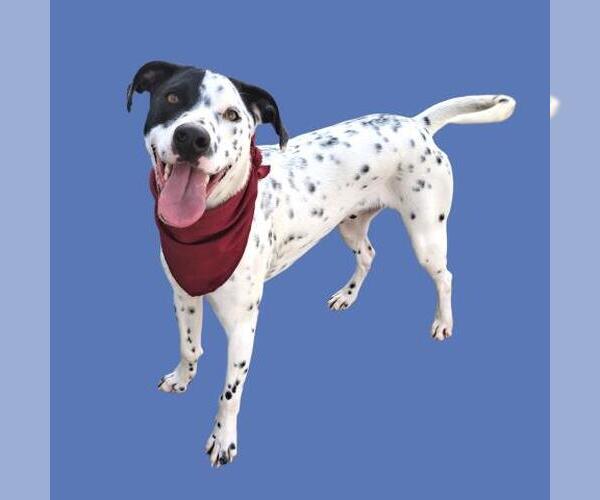 Medium Photo #1 Catahoula Leopard Dog-Dalmatian Mix Puppy For Sale in Bakersfield, CA, USA