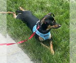 Small #3 Doxie-Pin