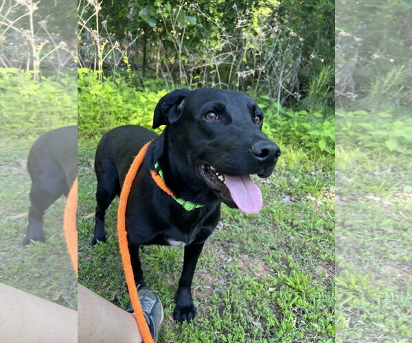 Medium Photo #2 Labrador Retriever Puppy For Sale in McCormick, SC, USA