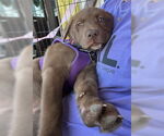 Small #2 Chow Chow Mix