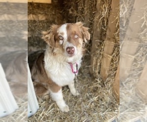 Australian Shepherd Puppy for Sale in BONNIEVILLE, Kentucky USA