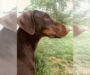Mother of the Doberman Pinscher puppies born on 04/25/2025