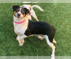 Beagle-Unknown Mix Dogs for adoption in Moreno Valley, CA, USA