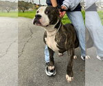 ADAM LAMBERT - Male Mutt Dog for Adoption - Small photo