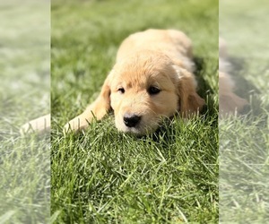 Golden Retriever Puppy for Sale in CHIPPEWA FALLS, Wisconsin USA