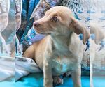 Small #4 Chiweenie