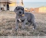 Small Photo #14 Great Dane Puppy For Sale in OLATHE, CO, USA