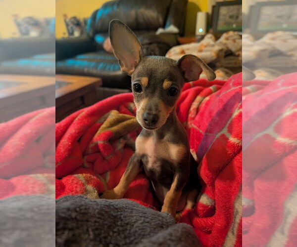 Medium Photo #3 Chihuahua-Unknown Mix Puppy For Sale in Mooresville, NC, USA