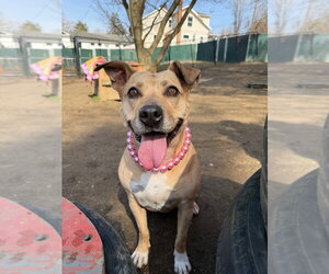 Maggie Moo - Female American Staffordshire Terrier-Unknown Mix Dog for Adoption - Photo #24