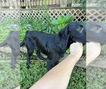 Small #5 Flat Coated Retriever-Golden Retriever Mix