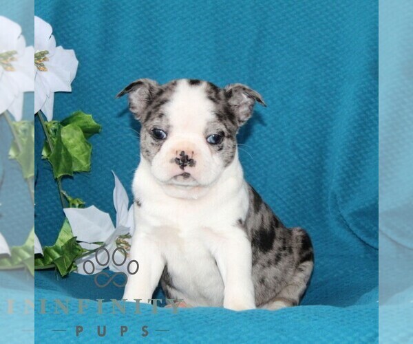 Medium Photo #3 Boston Terrier Puppy For Sale in QUARRYVILLE, PA, USA