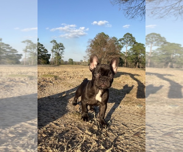 Medium Photo #1 French Bulldog Puppy For Sale in BONAIRE, GA, USA