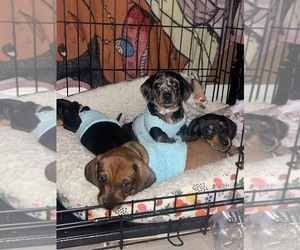 Dachshund Puppy for sale in ONTARIO, CA, USA