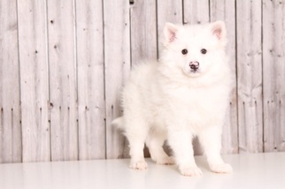 American Eskimo Dog Puppy for sale in MOUNT VERNON, OH, USA