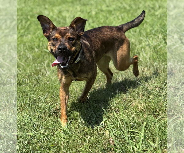 Medium Photo #3 Mutt Puppy For Sale in Virginia Beach, VA, USA