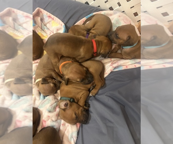 Medium Photo #18 Rhodesian Ridgeback Puppy For Sale in RIVERSIDE, CA, USA