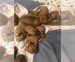 Small #17 Rhodesian Ridgeback