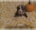 Small Photo #4 American Bully Puppy For Sale in LUBBOCK, TX, USA
