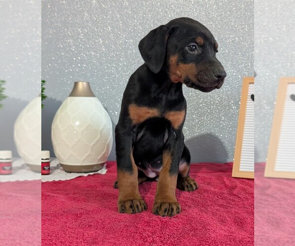 Medium Photo #6 Doberman Pinscher Puppy For Sale in GOSHEN, IN, USA
