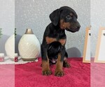 Small #5 Doberman Pinscher
