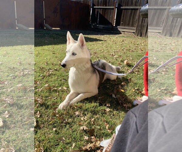 Medium Photo #4 Huskies -Unknown Mix Puppy For Sale in Woodland, CA, USA
