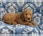 Small Photo #5 Goldendoodle Puppy For Sale in CHRISTIANA, PA, USA